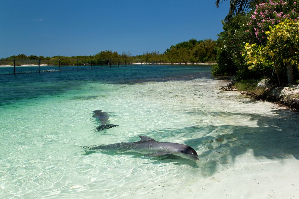 Dolphinarium in Varadero. Cuba